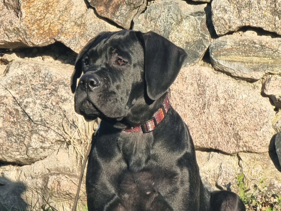 Кремезний хлопчина! Кане корсо КСУ - FCI