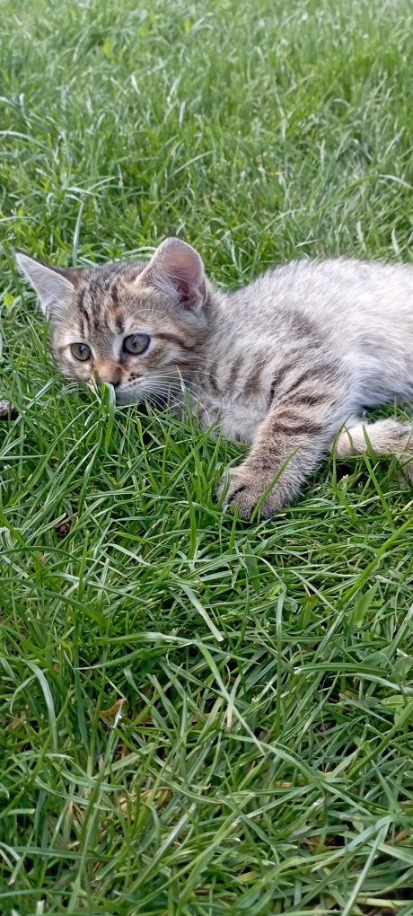 Віддам в добрі руки кошеня