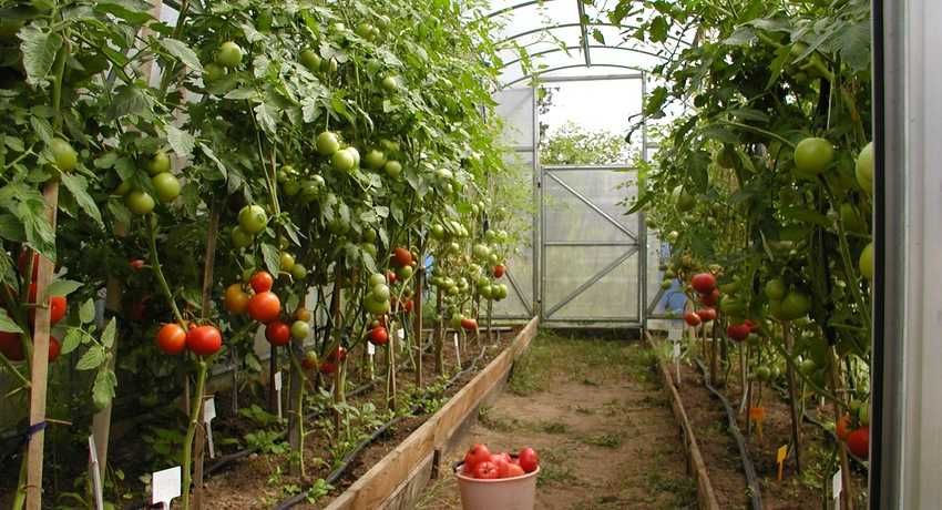 Теплиці Кропивницький З ПЛЕНКОЮ Теплица Парник двi двері найнижча цін