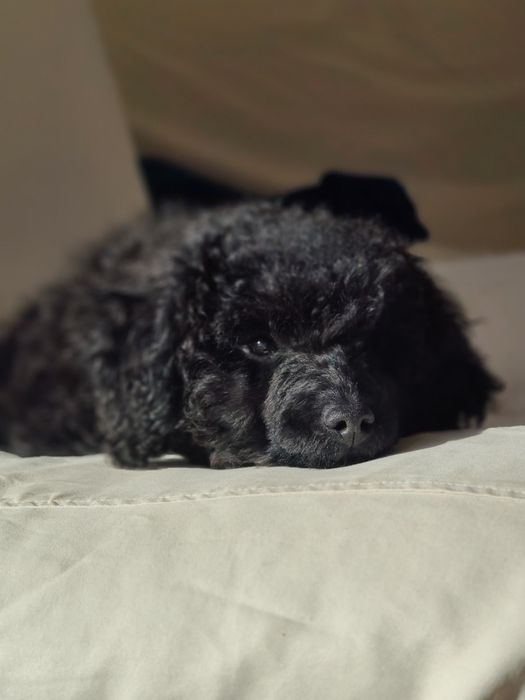 Pudel miniatura. Pies.