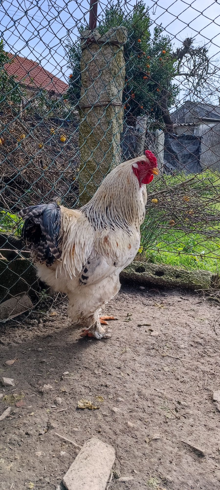 Galos Brahma puros