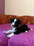 Uroczy piesek Border Collie