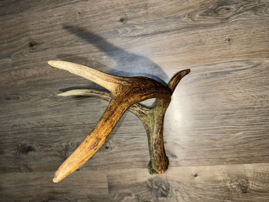 Продам Рог оленя