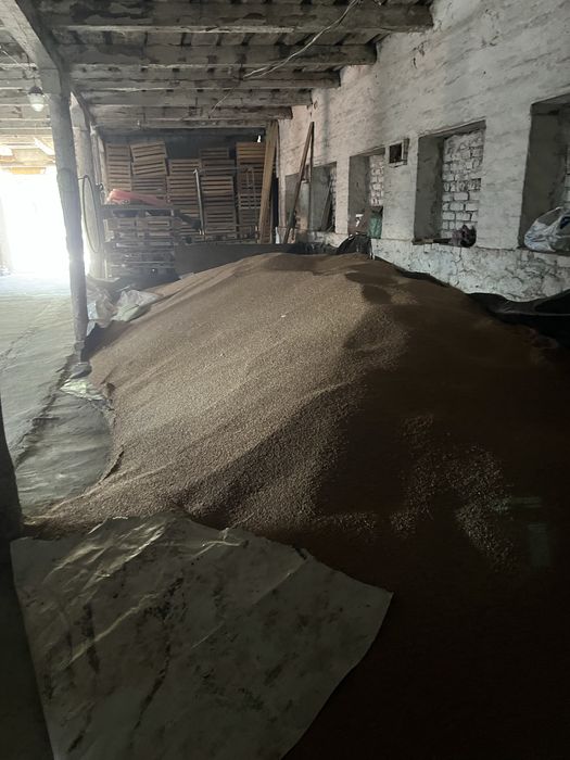 Продам пшеницю 10грн