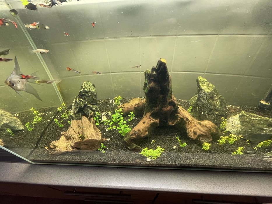 Akwarium Optiwhite 250l 100x50x50cm, 8mm z osprzętem oraz inwentarzem