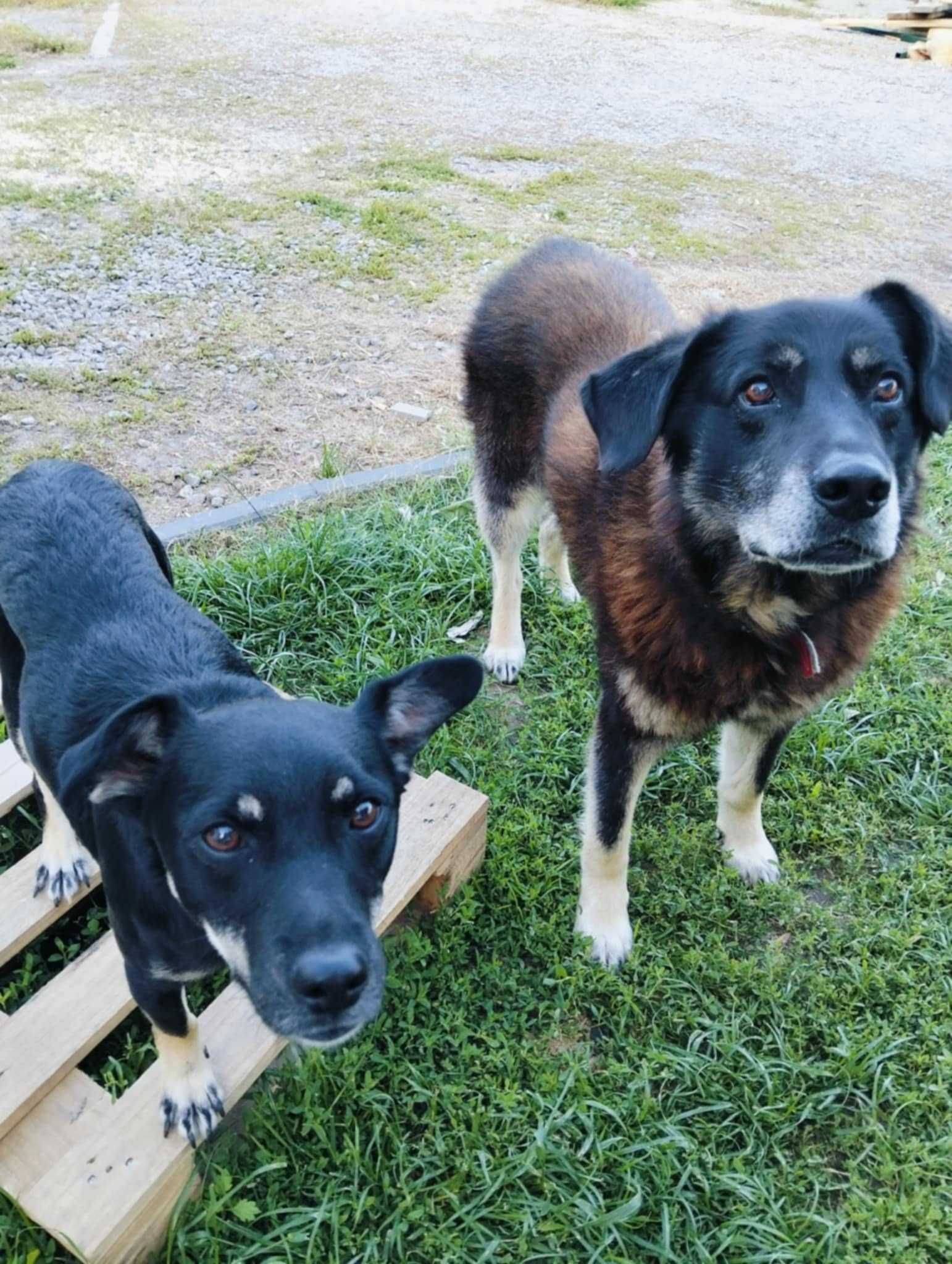 Ozi śliczny piesek do adopcji