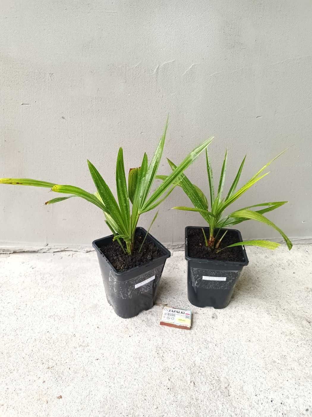 Palma mrozoodporna- Trachycarpus Fortunei+GRATIS!