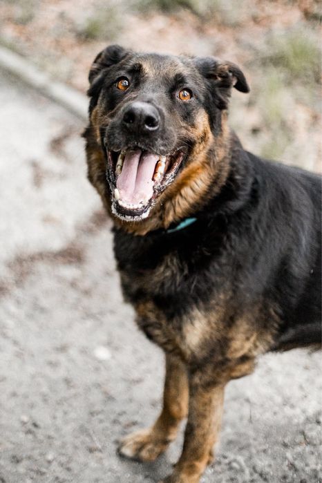 Alex - pies o ogromnym sercu do adopcji