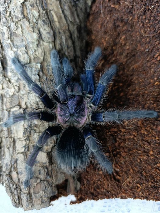 Ptasznik, ptaszniki, N. Incei clasic/ gold C.versicolor i inne