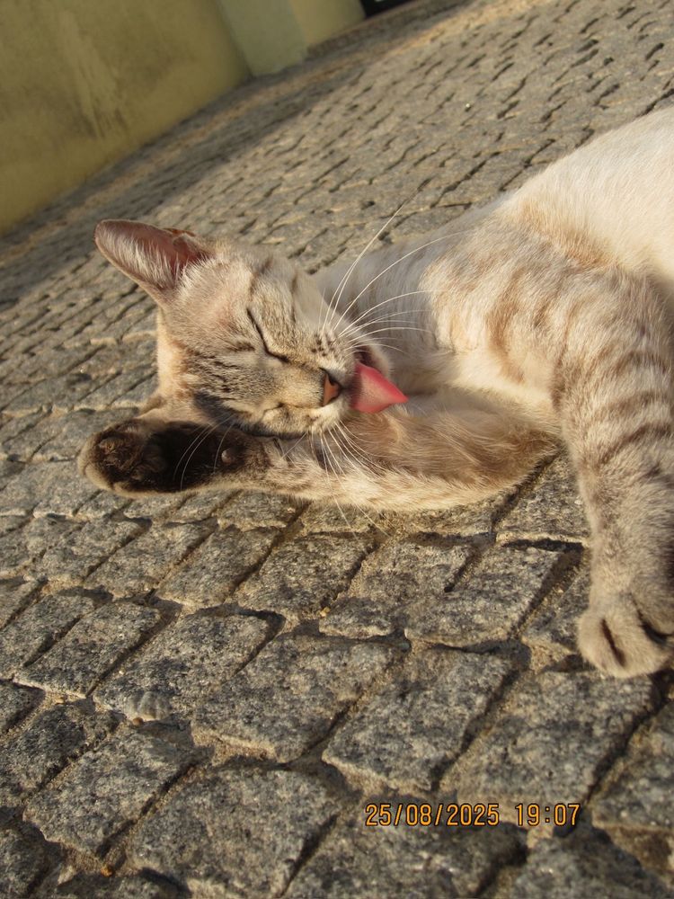 Gatinha para adoção