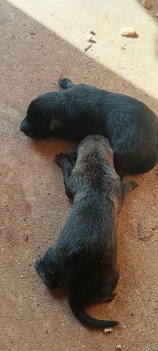 Wolfdog checo X pastor belga