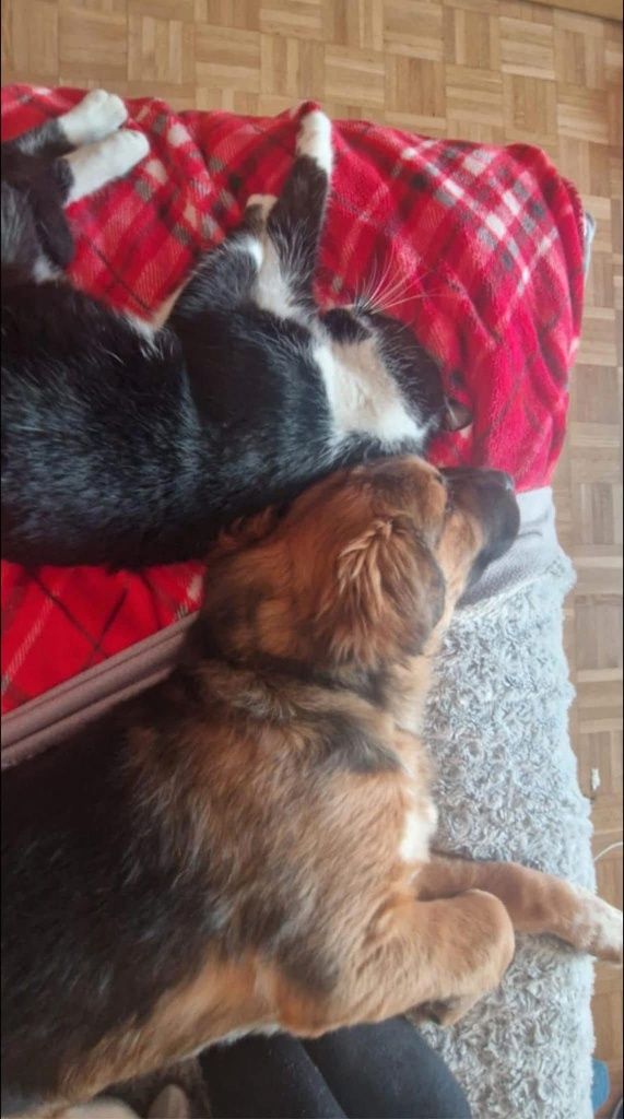 Piękny Romek czeka na adopcje