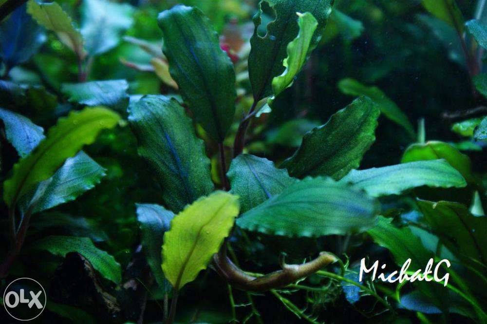 Bucephalandra ShineBlue Piękne sadzonki!