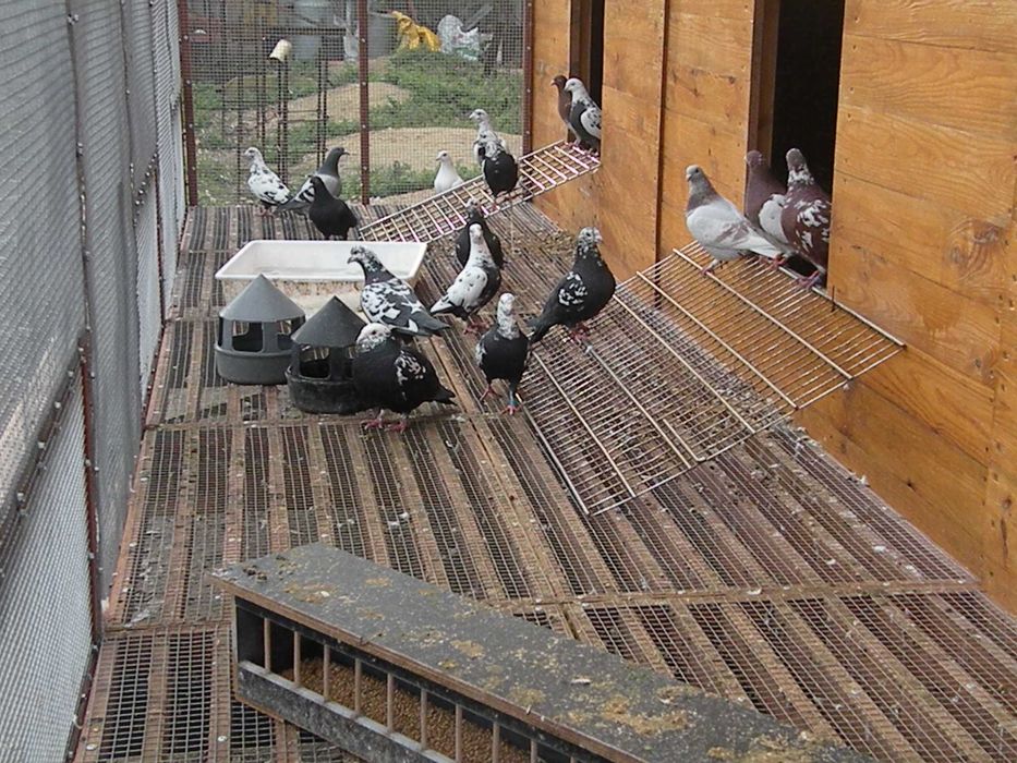 gołębie mulemansy, tygrysy