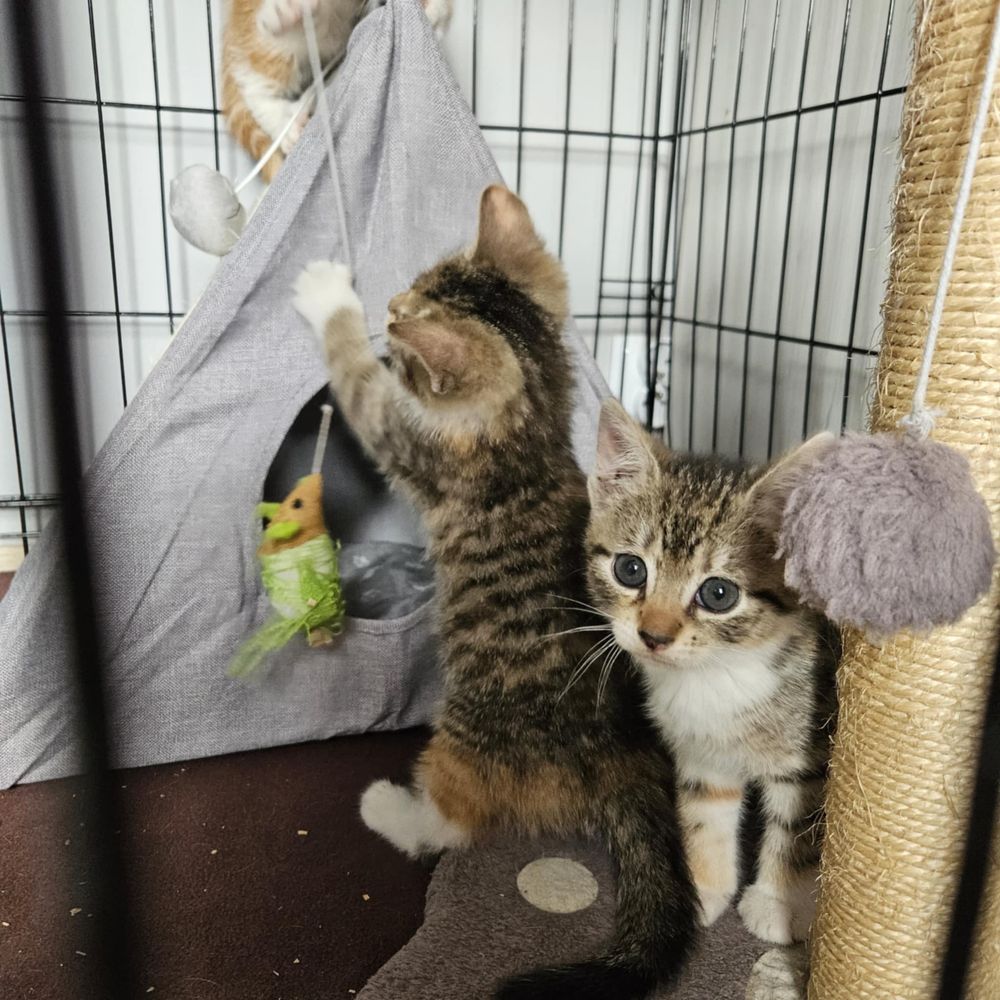 Kociaki do pilnej adopcji