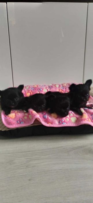 Chihuahua szczeniak puppy suczka  prawdziwy rodowód ZKwP  FCI