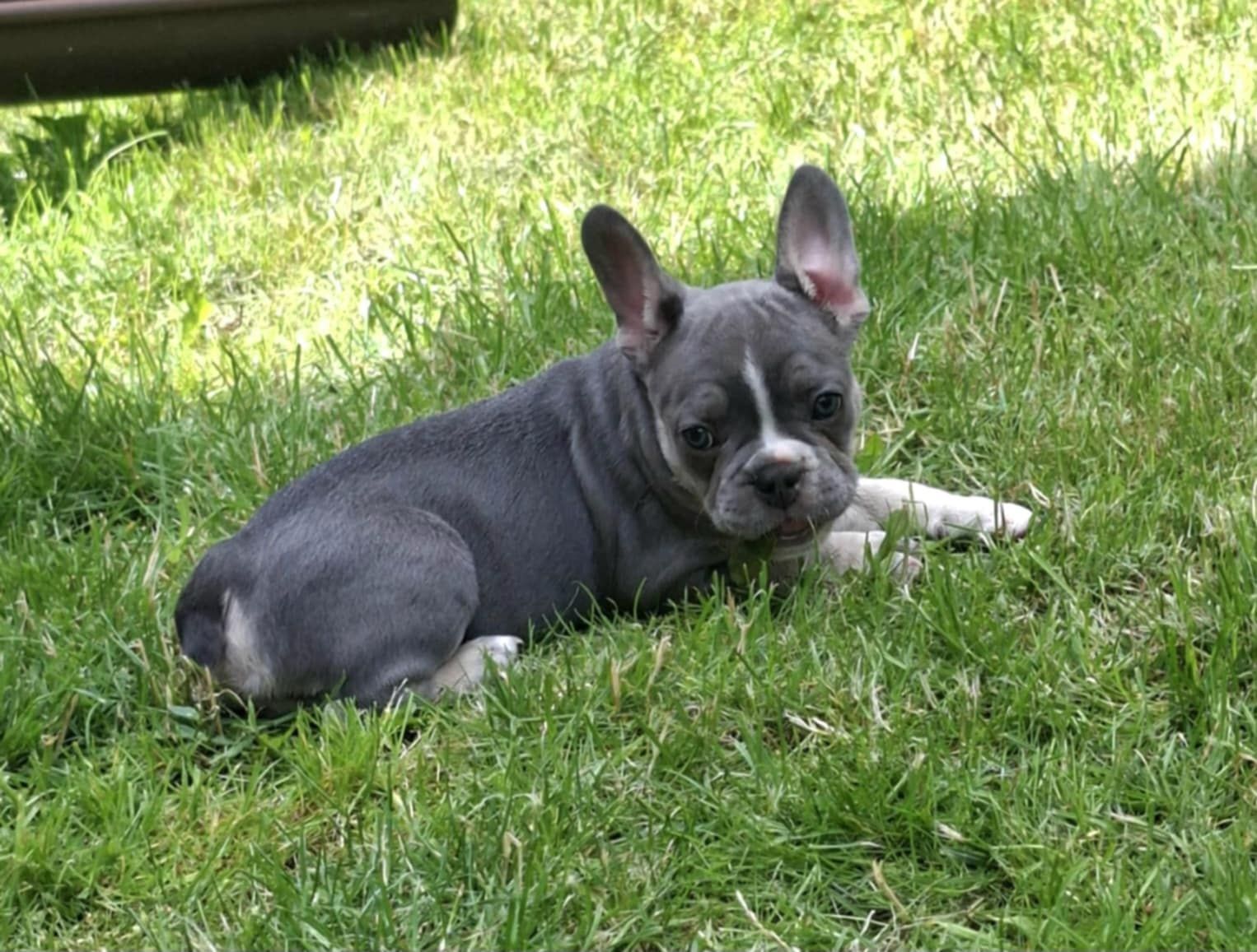 Buldog Francuski