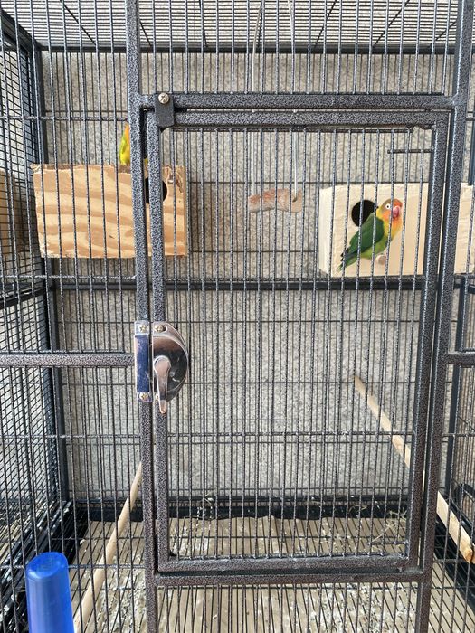 Viveiro para aves exóticas