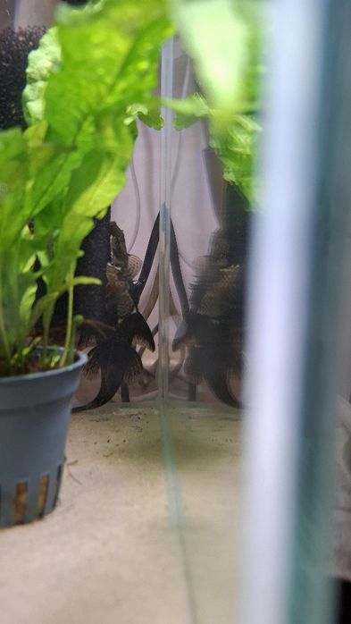 Zbrojnik pospolity glonojady