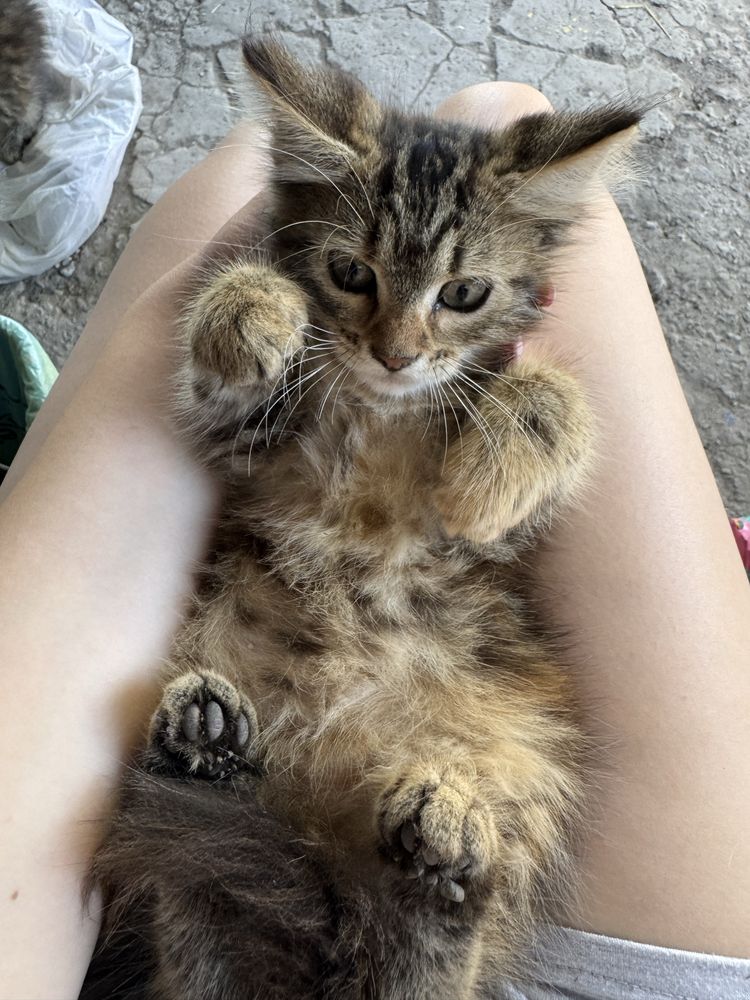 Отдам котенка девочку
