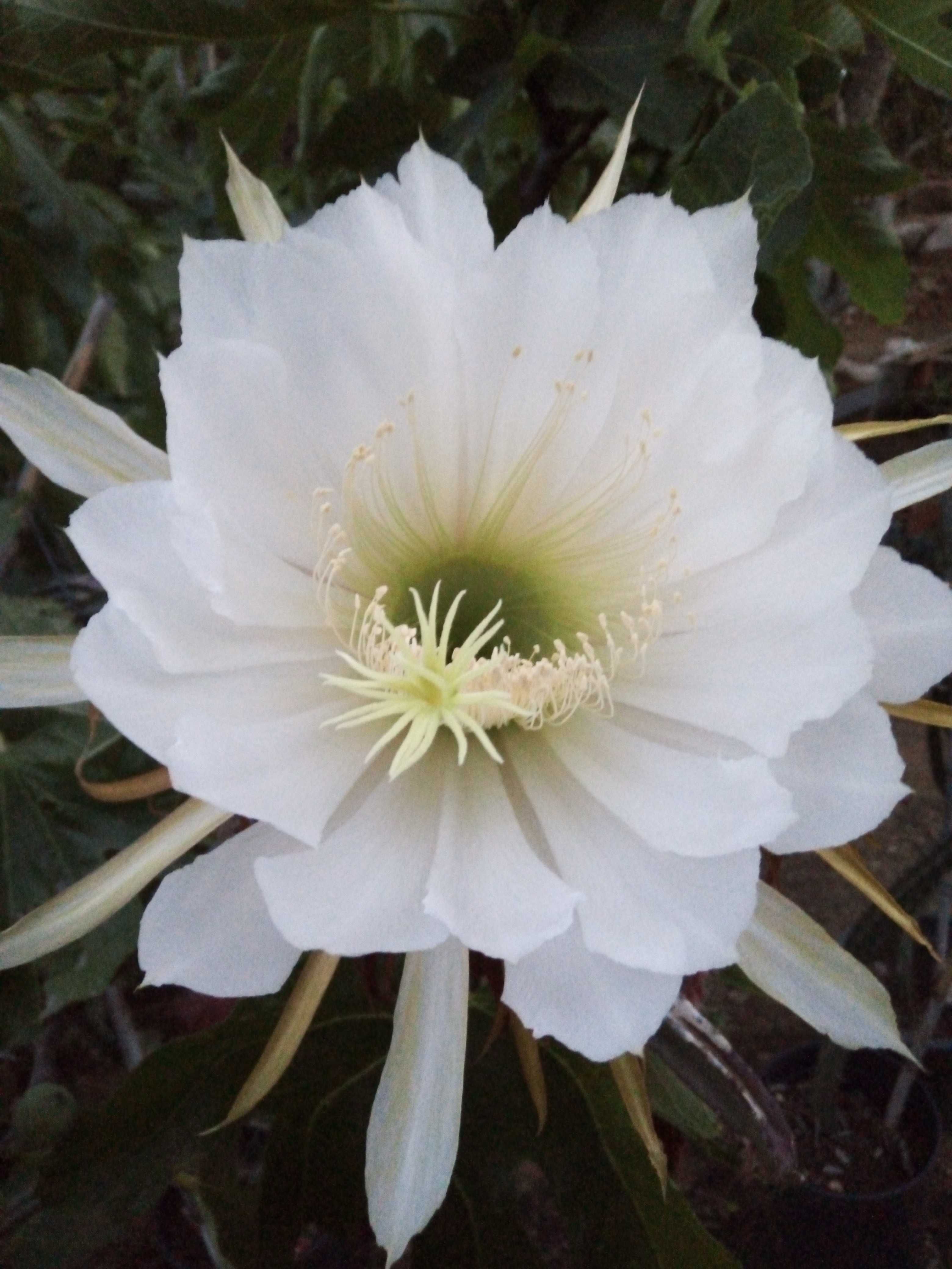 Selenicereus grandiflorum