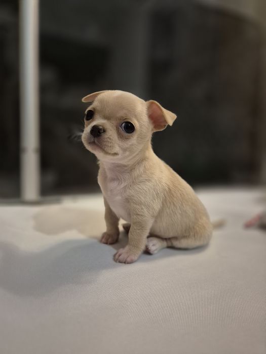 Chihuahua krótkowłosy beżowo-płowy