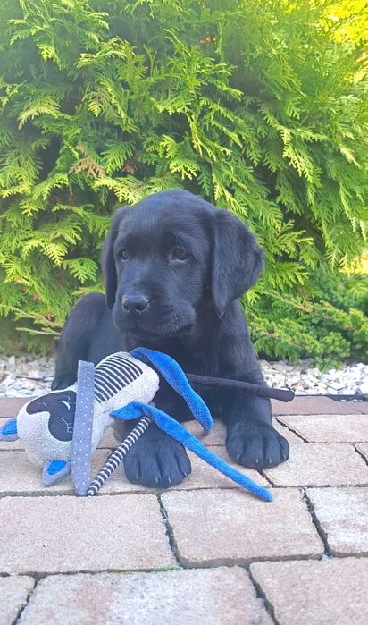 Labrador Retriever - czarny szczeniak-do   odbioru -rodowód ZKwP / FCI
