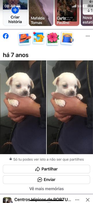 Chihuahua  com 2 meses