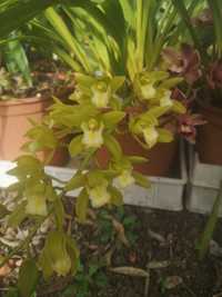 Orquidea pendula cymbidium Pumillow