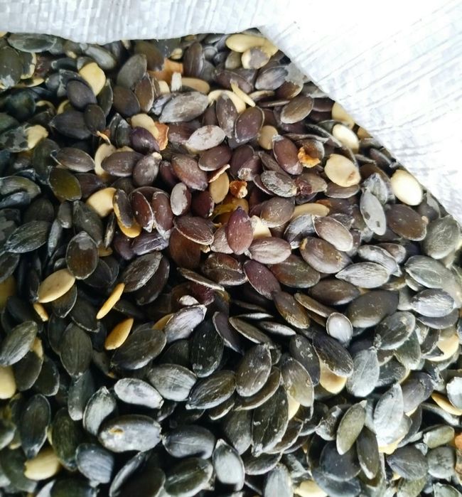 Голонасінне гарбузове насіння