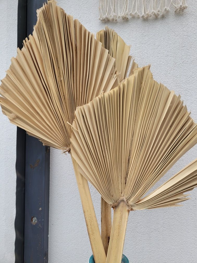Liść palmy duży boho okazja 3 sztuki
