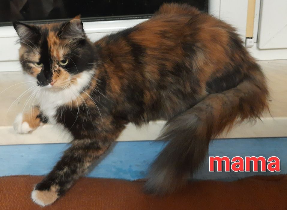 Sprzedam kotkę Maine Coon urodzoną 9.07.2025 roku o imieniu Elza