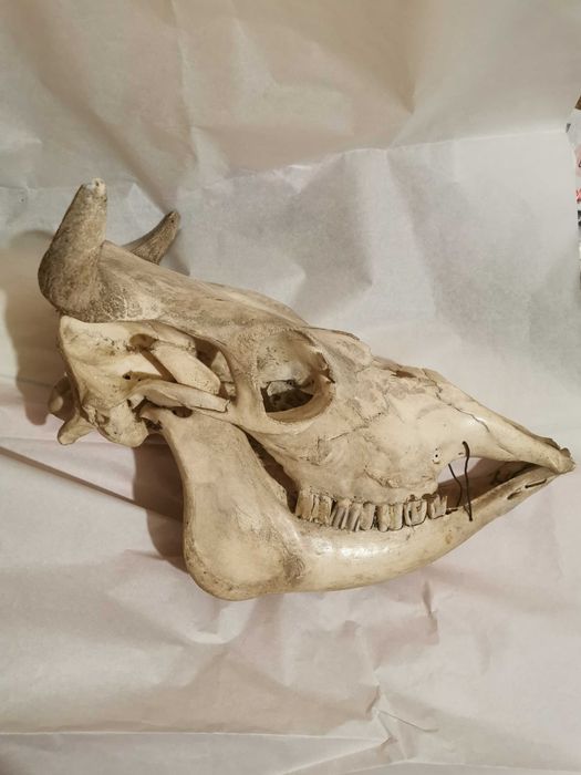 Череп великої рогатої худоби