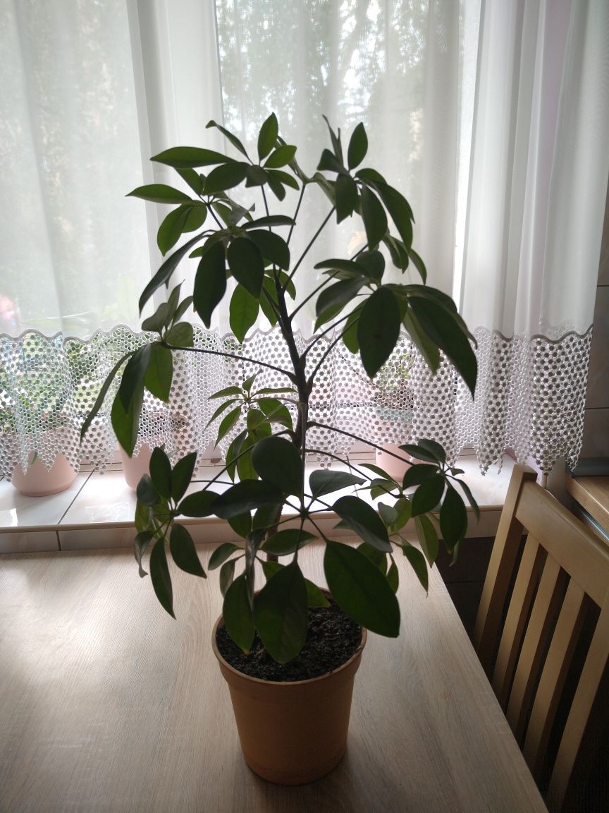 Szeflera zielona 74 cm z doniczką