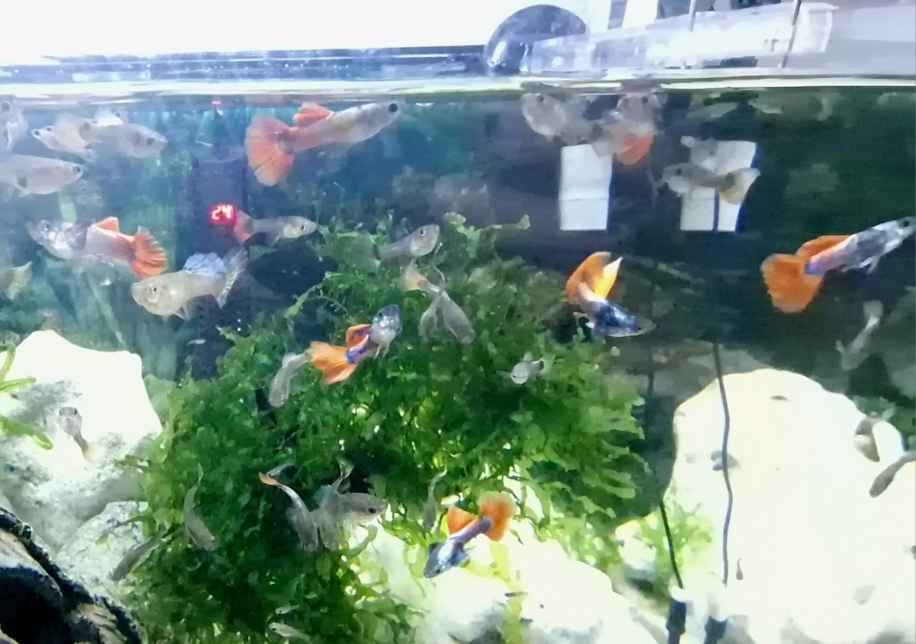 Guppys Dumbo Red Saphire (Casal)