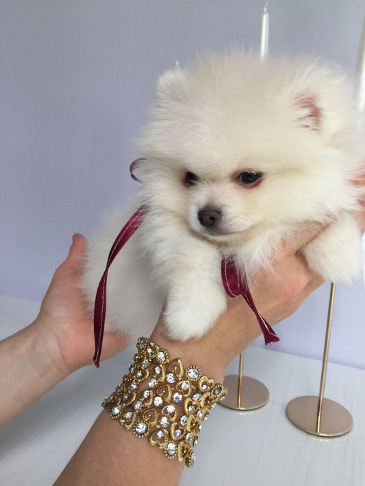 Шпіц хлопчик гарненький