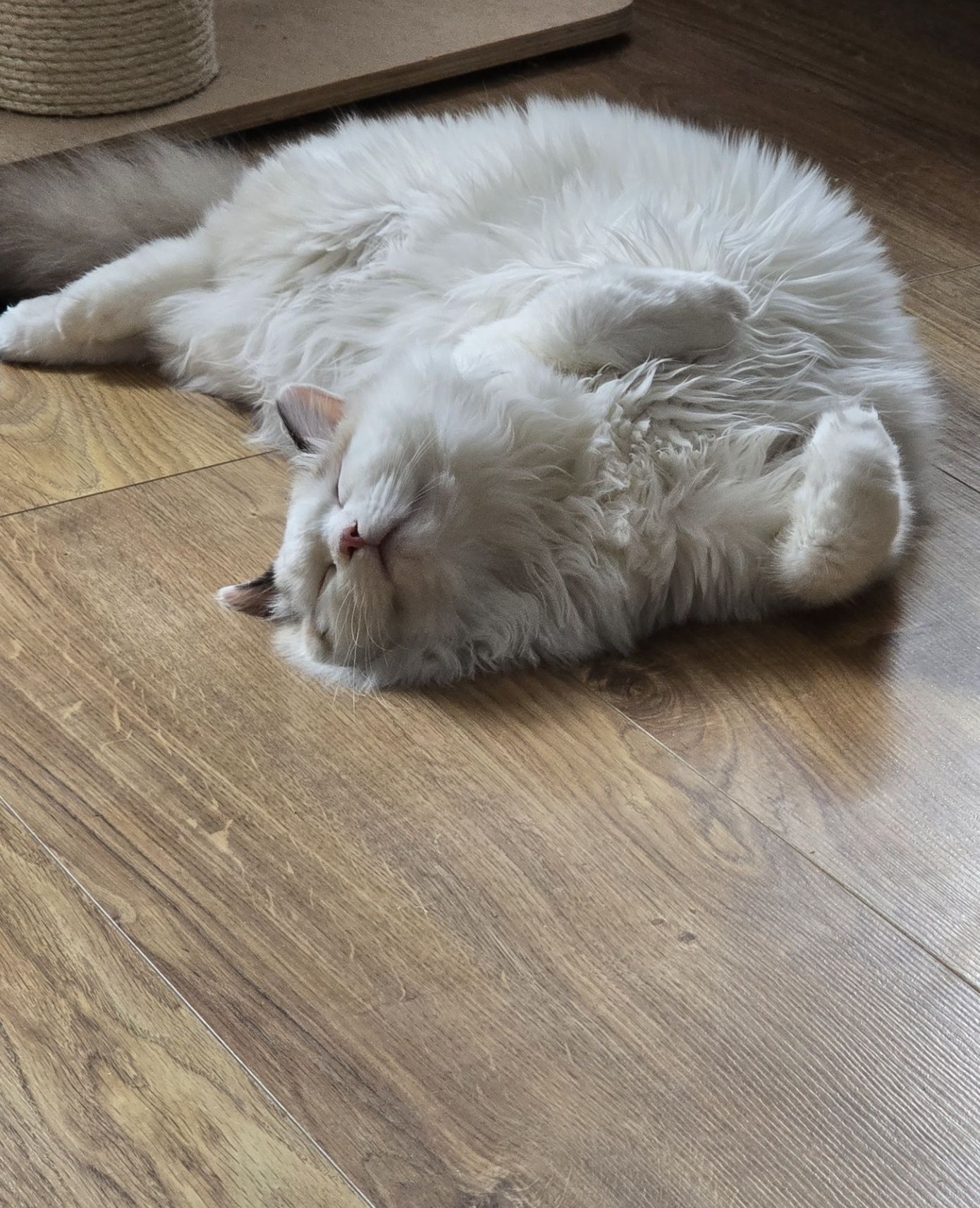 PILNIE!!!10 miesieczny ragdoll