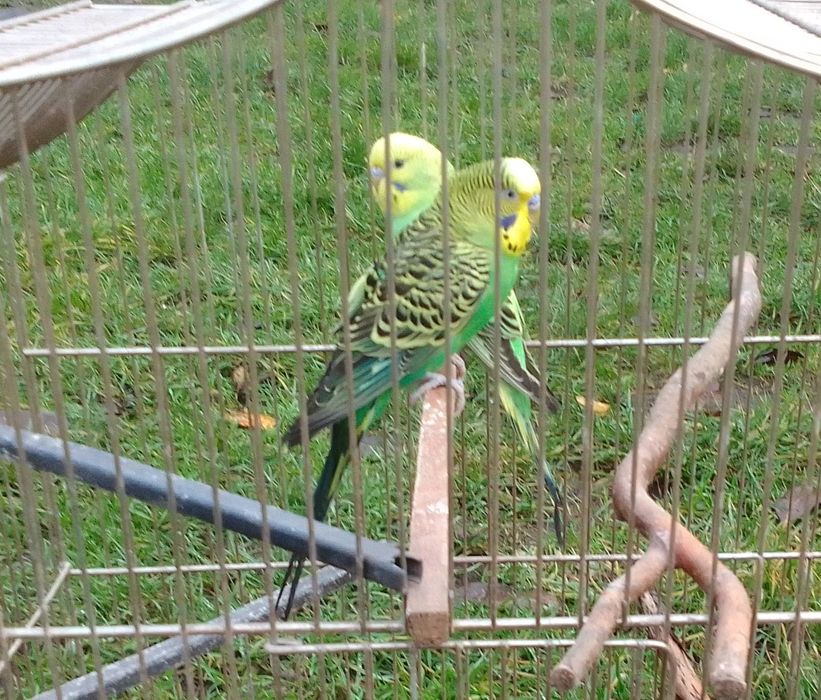 Papugi faliste z klatką