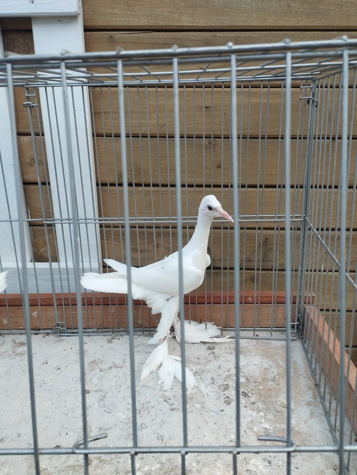Bociany niemieckie kostkowe