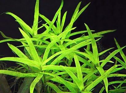 Heteranthera Zosterifolia wysyłka