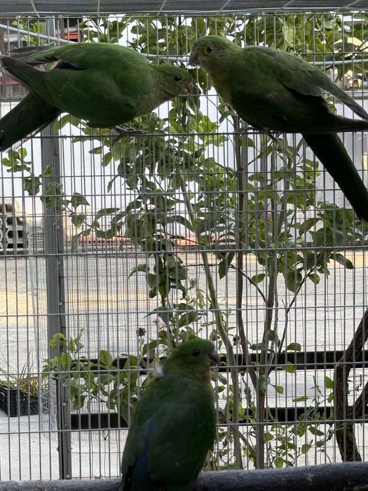 King Parrot Femea 2025