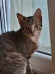 Teodor - uroczy buras poleca się do adopcji