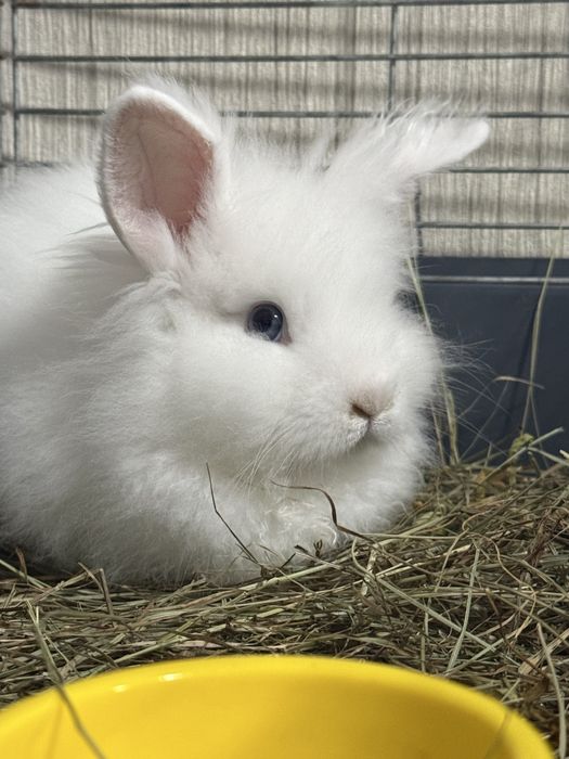 продам декоративних кроликів