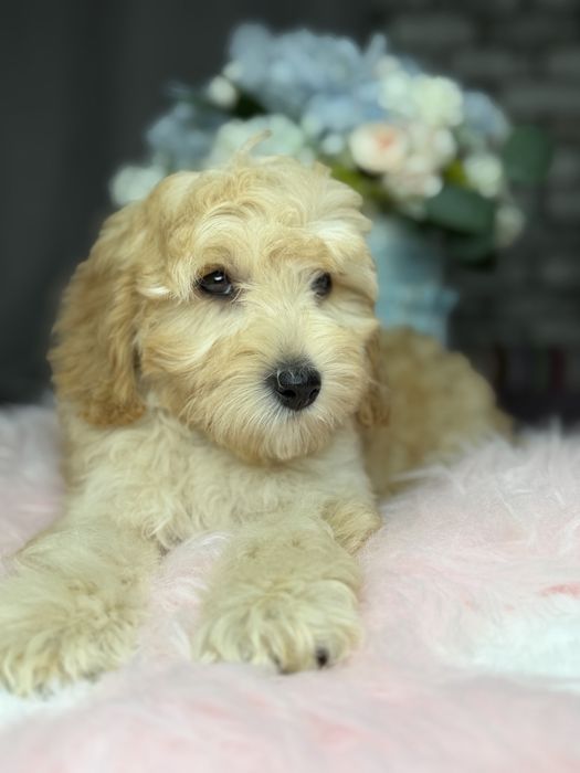 Миниатюрная девочка пудель