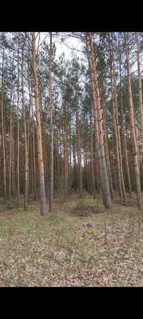 Las działka leśna wólka przekory Wyszków Pułtusk Warszawa