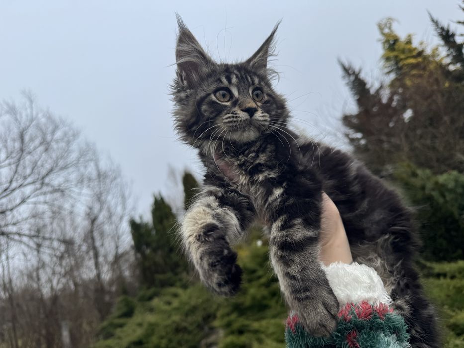 Мейн-Кун Девочка ,мальчики в цвете Black Tabby ,котята