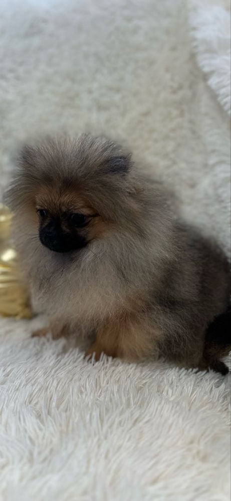 Śliczny chłopczyk miś pomeranian