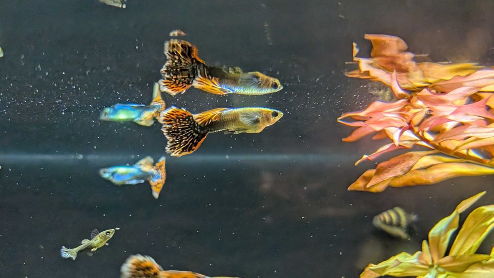 Gupik Dumbo Red Mosaic Samce i Samice