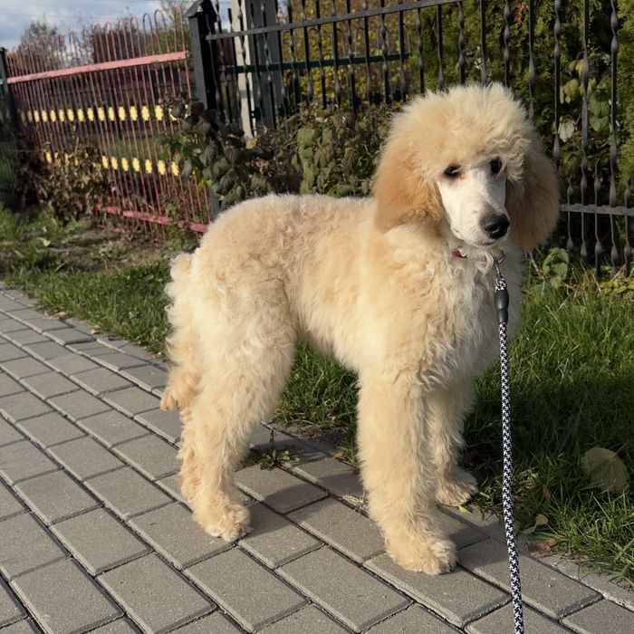 Piesek Płowy,  pudel duży, królewski