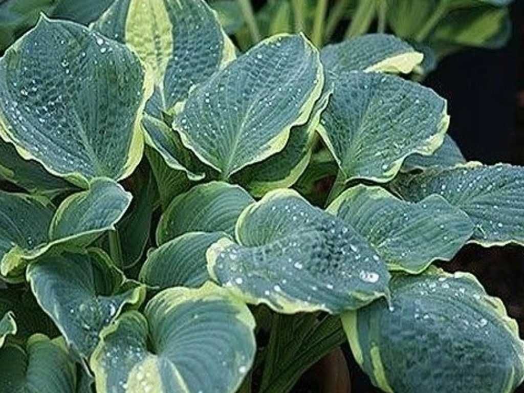 Funkia/Hosta Pizzazz -Flora Szczecin